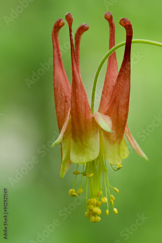 red and yellow flower