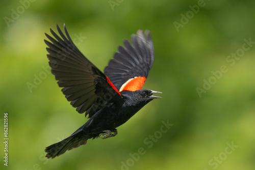 red winged blackbird