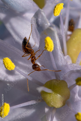 ants on a flower head