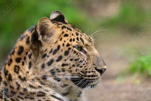 portrait of a leopard