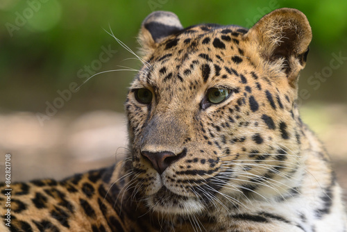close up of a leopard