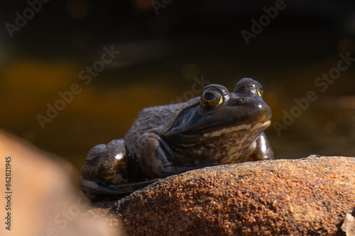 frog in the pond