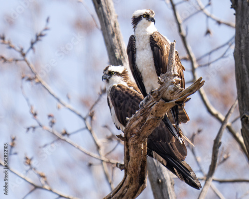 Ospreys In a Tree