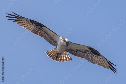 osprey in flight
