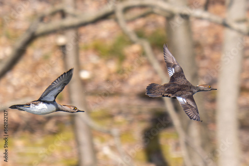 Ducks in Flight