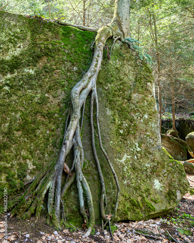 roots in the forest