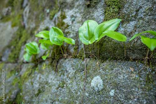 Flowers growing from a rock