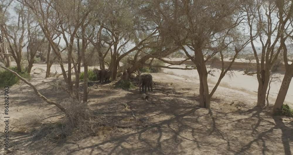 Aerial view of elephants in dry desert landscape, Kunene Region, Namibia. Aerial view of elephants in dry desert landscape, Kunene Region, Namibia.