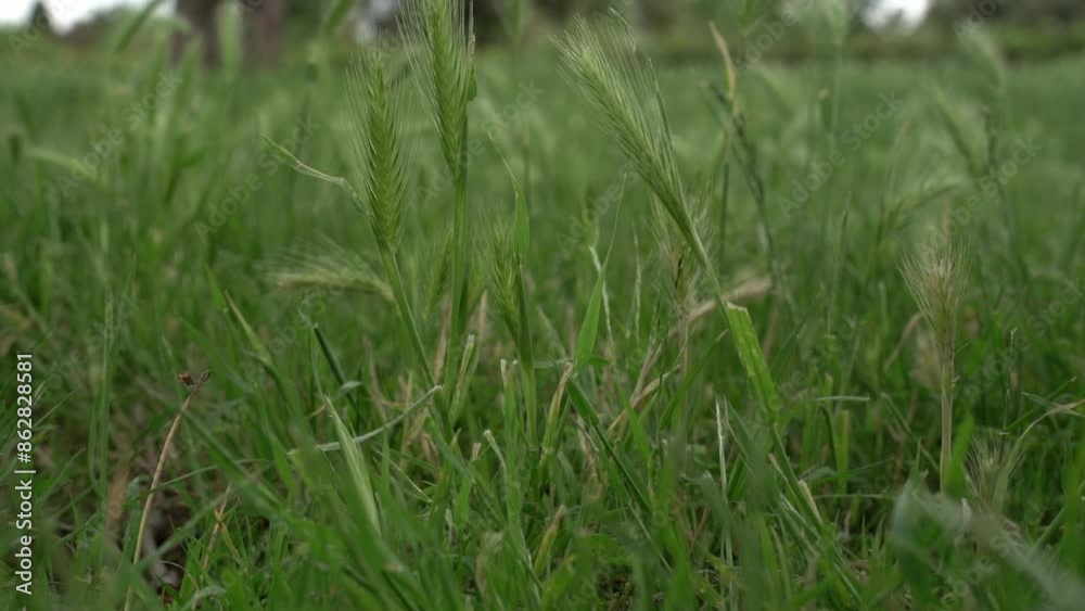 Close Up of Slow Waving Green Grass in Wind. Cloudy Day. Nature Concept. 4K Footage. Close Up of Slow Waving Green Grass in Wind. Cloudy Day. Nature Concept. 4K Footage.