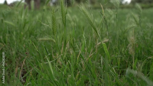 Close Up of Slow Waving Green Grass in Wind. Cloudy Day. Nature Concept. 4K Footage.  photo