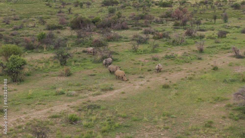 Aerial view of Rhino in Mahikeng Game Reserve, Mafikeng NU, South Africa. Aerial view of Rhino in Mahikeng Game Reserve, Mafikeng NU, South Africa.