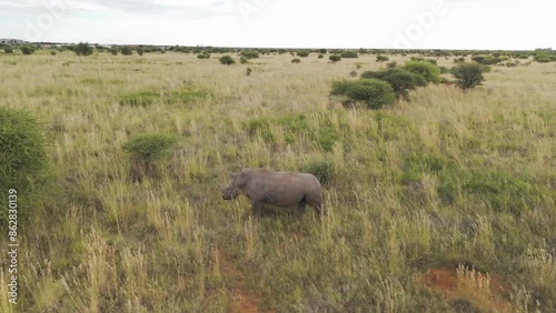 Aerial view of Rhino in Mahikeng Game Reserve, Mafikeng NU, South Africa. photo