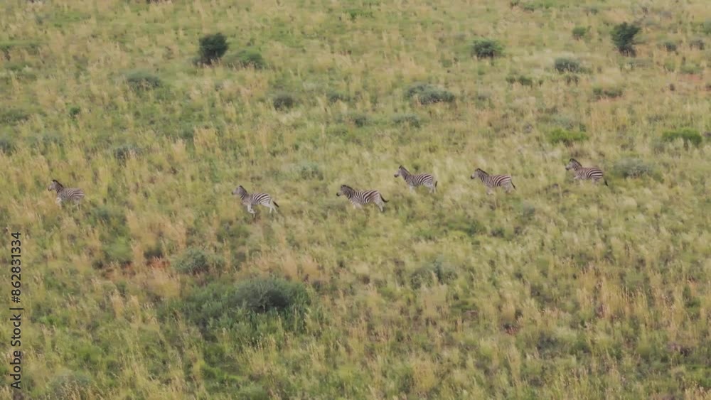 Aerial view of Zebras grazing in Mahikeng Game Reserve, Mafikeng NU, South Africa. Aerial view of Zebras grazing in Mahikeng Game Reserve, Mafikeng NU, South Africa.