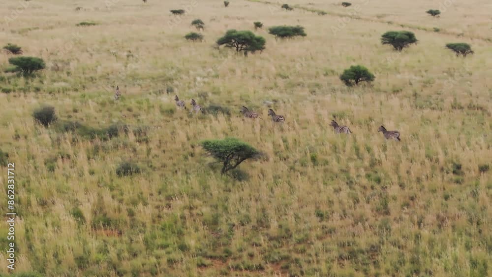 Aerial view of Zebras grazing in Mahikeng Game Reserve, Mafikeng NU, South Africa. Aerial view of Zebras grazing in Mahikeng Game Reserve, Mafikeng NU, South Africa.