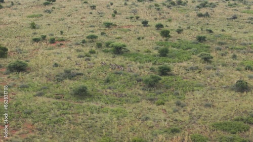 Aerial view of Zebras grazing in Mahikeng Game Reserve, Mafikeng NU, South Africa. photo