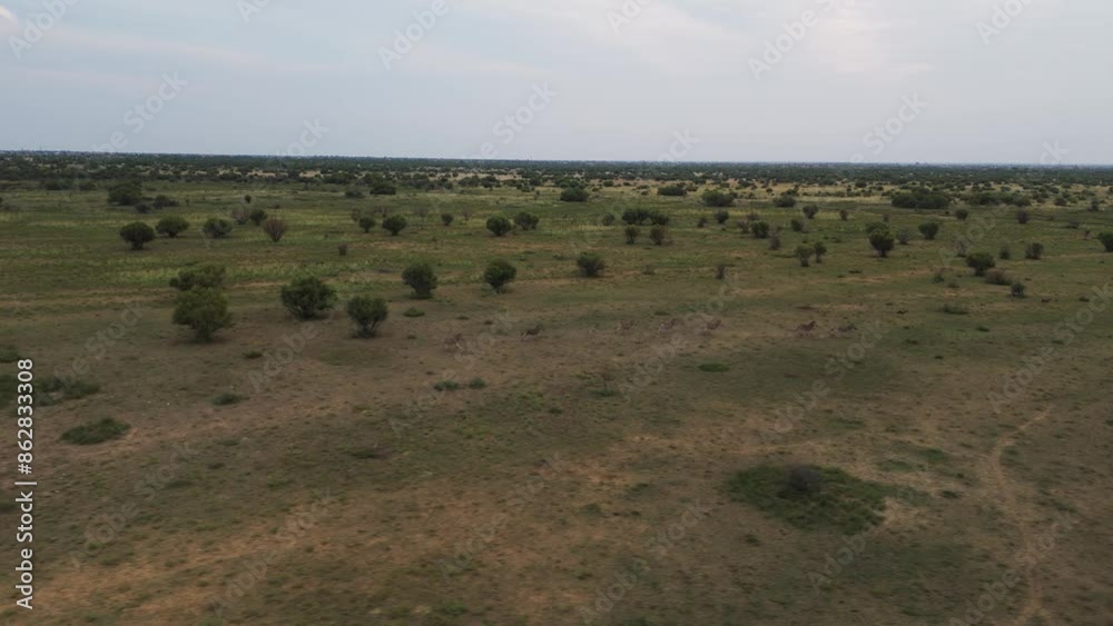 Aerial view of Savannah with Zebras at Mahikeng Game Reserve, Mafikeng NU, South Africa. Aerial view of Savannah with Zebras at Mahikeng Game Reserve, Mafikeng NU, South Africa.
