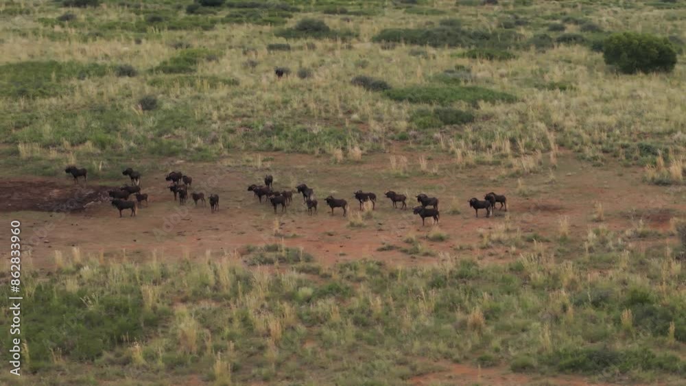 Aerial view of buffalo grazing in meadow and field at Mahikeng Game Reserve, Mafikeng NU, South Africa. Aerial view of buffalo grazing in meadow and field at Mahikeng Game Reserve, Mafikeng NU, South Africa.