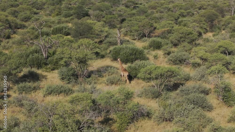 Aerial view of savannah with giraffe and lush vegetation, Tumbeta Private Game Reserve, Limpopo, South Africa. Aerial view of savannah with giraffe and lush vegetation, Tumbeta Private Game Reserve, Limpopo, South Africa.