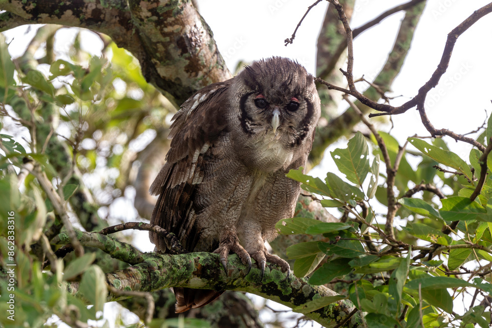 Grand duc de Verreaux,.Ketupa lactea, Verreaux's Eagle Owl Grand duc de Verreaux,.Ketupa lactea, Verreaux's Eagle Owl