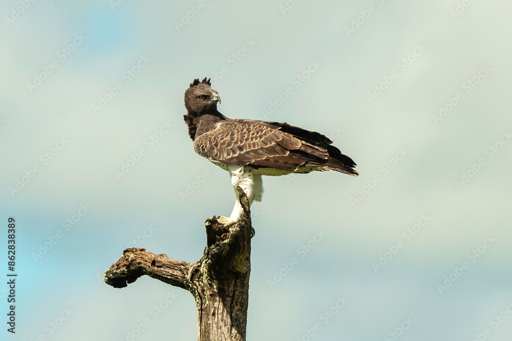 Aigle martial, Polemaetus bellicosus, Martial Eagle Aigle martial, Polemaetus bellicosus, Martial Eagle