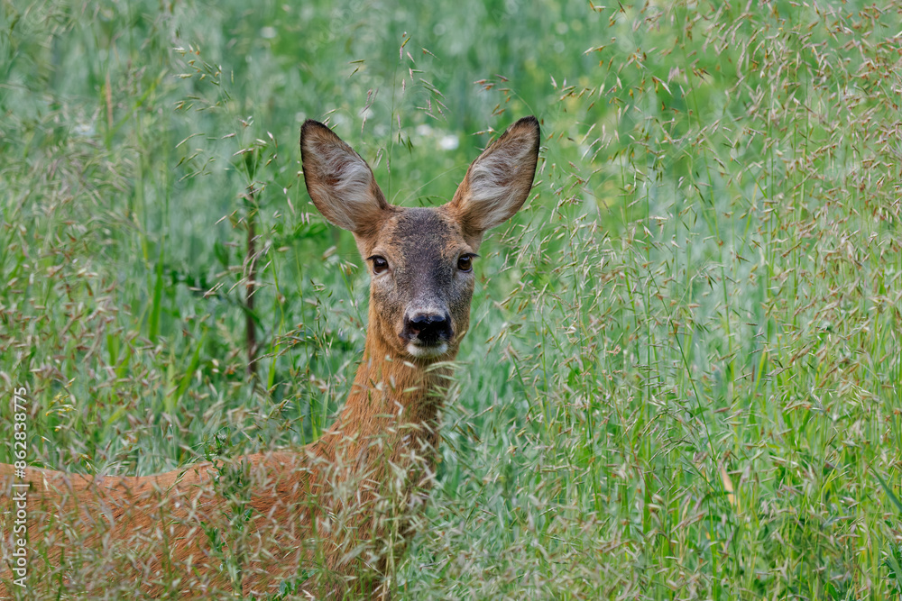 Fototapeta premium Young roe doe in tall grass, close-up portrait photo