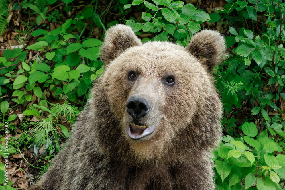 Obraz premium Brown bear closeup portrait in forest