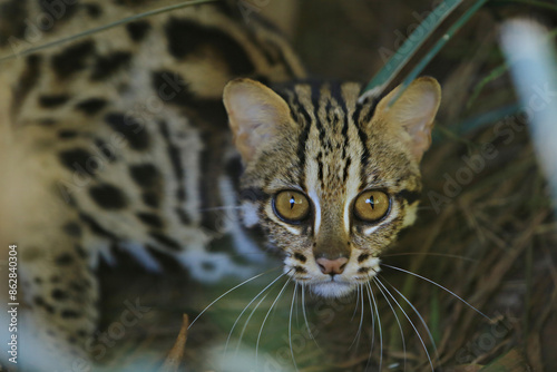 Marbled cat or Pardofelis marmorata is hissing, acting flustered, startled by being disturbed  photo