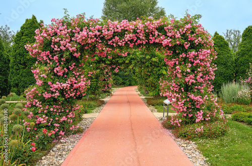 Fototapeta Naklejka Na Ścianę i Meble -  pink paht leading through a plant arch with pink flourishing roses at the public garden Tulln, Austria