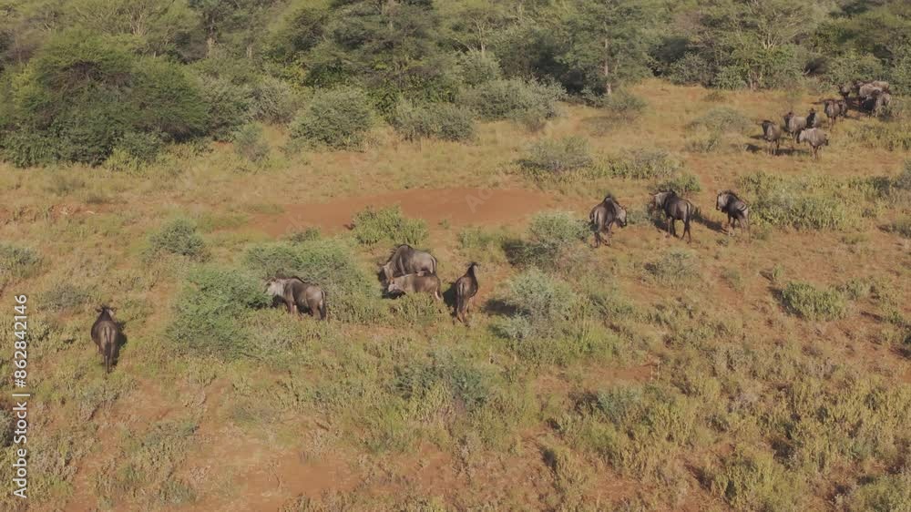 Aerial view of buffalo herd in savanna landscape, Tumbeta Private Game Reserve, South Africa. Aerial view of buffalo herd in savanna landscape, Tumbeta Private Game Reserve, South Africa.