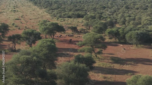 Aerial view of buffalo herd in savannah with trees, Thabazimbi NU, South Africa. photo