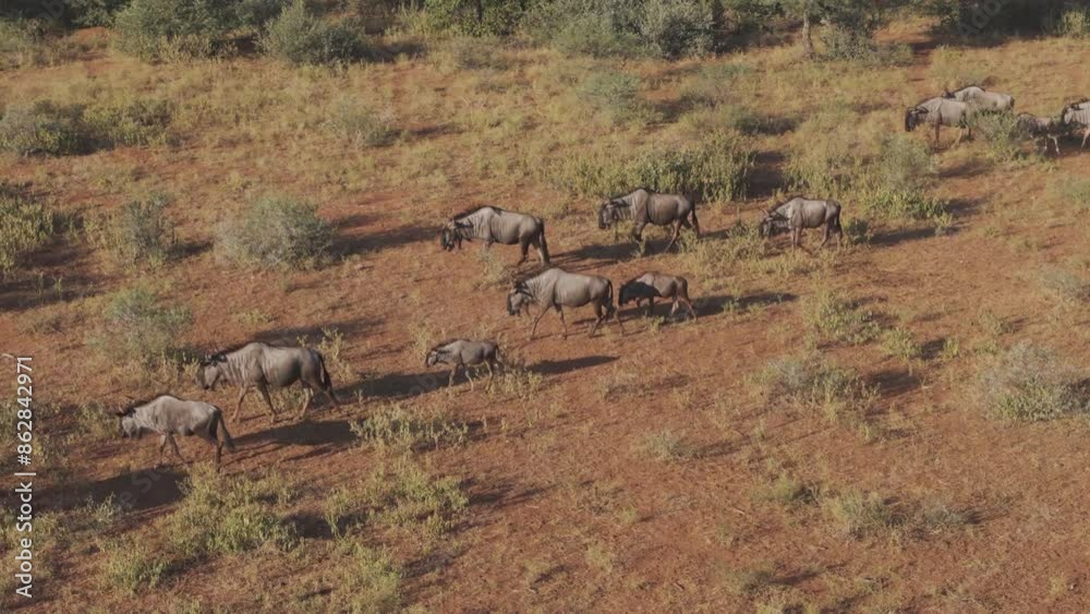 Aerial view of buffalo herd in Tumbeta Private Game Reserve, Thabazimbi NU, South Africa. Aerial view of buffalo herd in Tumbeta Private Game Reserve, Thabazimbi NU, South Africa.