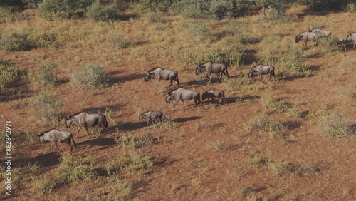 Aerial view of buffalo herd in Tumbeta Private Game Reserve, Thabazimbi NU, South Africa. photo