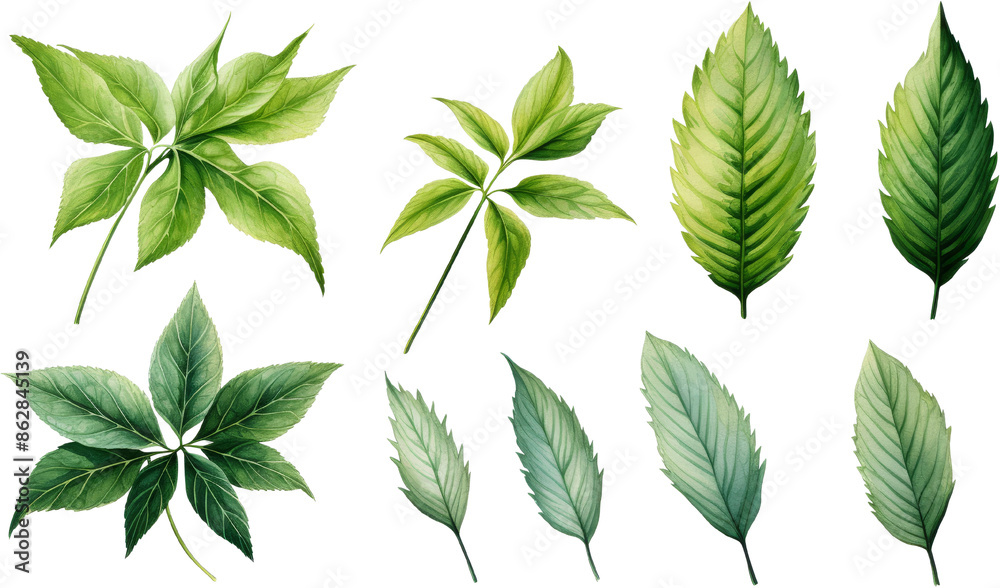 Collection of green leaves in various shapes and sizes, isolated on black background. Perfect for design projects and illustrations. Collection of green leaves in various shapes and sizes, isolated on black background. Perfect for design projects and illustrations.