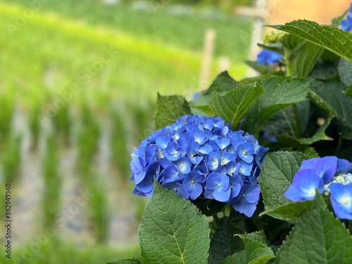 Fotografie blue grape hyacinth
あじさい