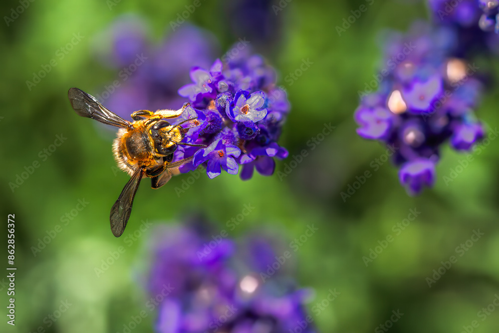 Bee pollinating on purple flower, detailed close-up in natural setting Bee pollinating on purple flower, detailed close-up in natural setting