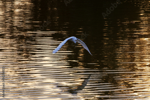 Um belíssimo voo da garça-branca-grande sobre o Canal de Ponta Negra - Maricá - RJ photo