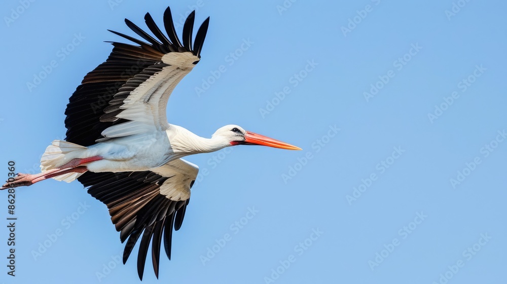 Naklejka premium A stork soaring in the clear sky