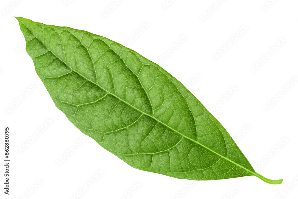 Fototapeta premium Leaf of avocado isolated on white background. Top view. Flat lay