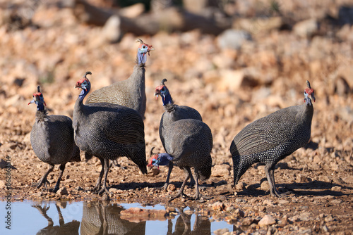 a flock of guinea fowl birds on rocky ground