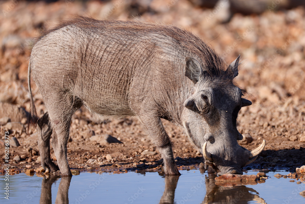 one single warthog drinks at a waterhole in Etosha Nationalpark, Namibia one single warthog drinks at a waterhole in Etosha Nationalpark, Namibia