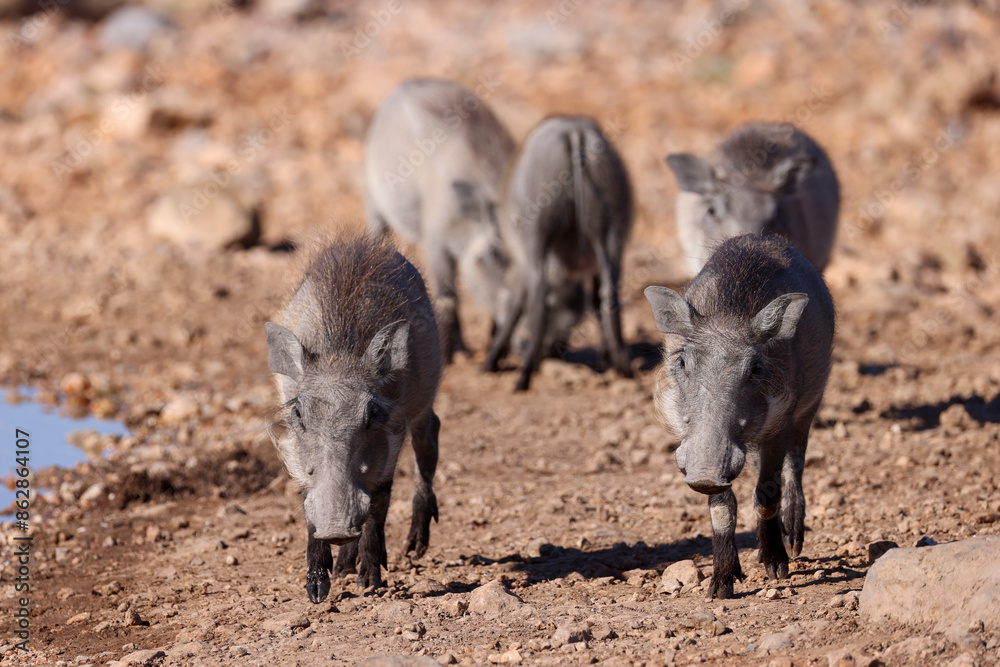 a warthog family at a waterhole in Namibia a warthog family at a waterhole in Namibia