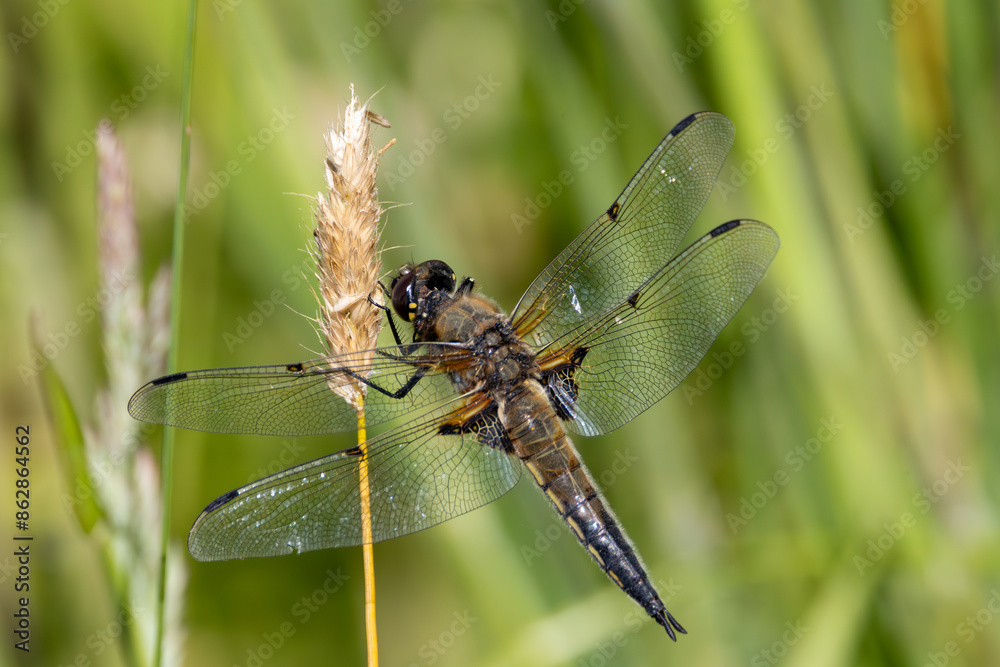 blue dragonfly on a piece of dried grass. blue dragonfly on a piece of dried grass.