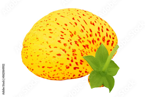 Calceolaria flower isolated on white background. Top view. Flat lay photo