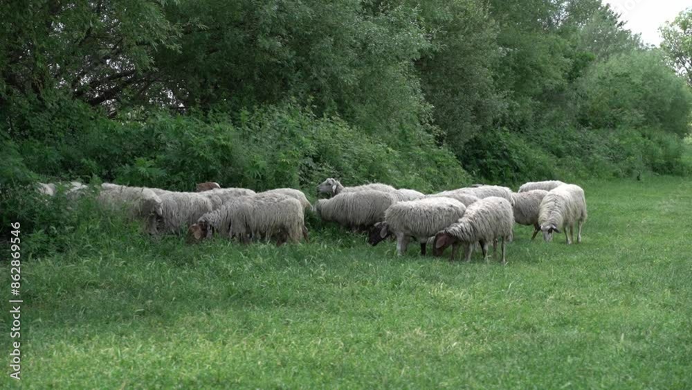 Flock of White and Brown Sheep with long Grazing on Meadow with Green Grass. Farm animals feeding. 4K Footage Flock of White and Brown Sheep with long Grazing on Meadow with Green Grass. Farm animals feeding. 4K Footage