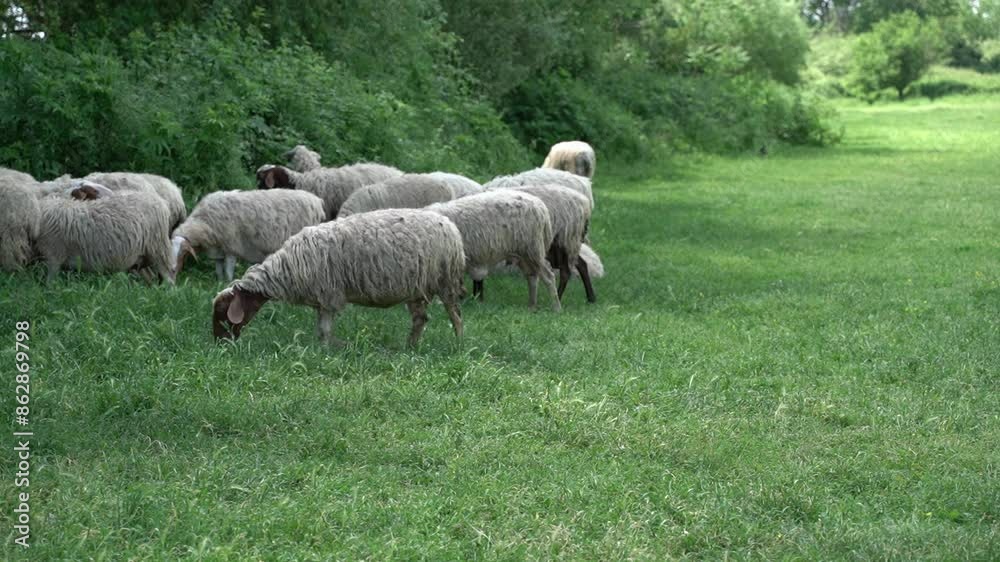 Side view of Herd of Walking and Eating brown and white Sheep in Meadow with green grass. Day Time. Animal Farming Concept. 4K Footage Side view of Herd of Walking and Eating brown and white Sheep in Meadow with green grass. Day Time. Animal Farming Concept. 4K Footage