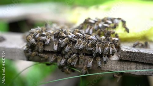 Bees swarm on wood