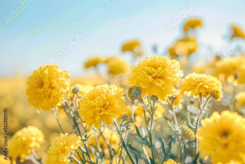 Summer or spring background. Blurred bokeh of yellow flowers and green grass. Yellow flowers. Nature background. Sunny day. photo