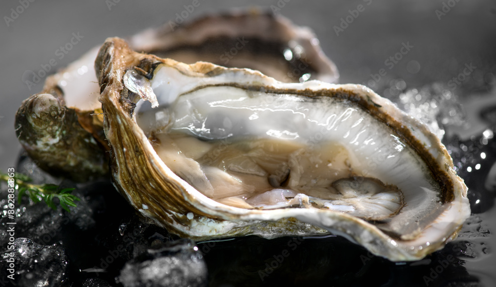 Oyster close up over black background, open french oysters on ice. Healthy sea food. Oyster dinner in restaurant. Gourmet food, delicatessen. Macro shot. Oyster close up over black background, open french oysters on ice. Healthy sea food. Oyster dinner in restaurant. Gourmet food, delicatessen. Macro shot.