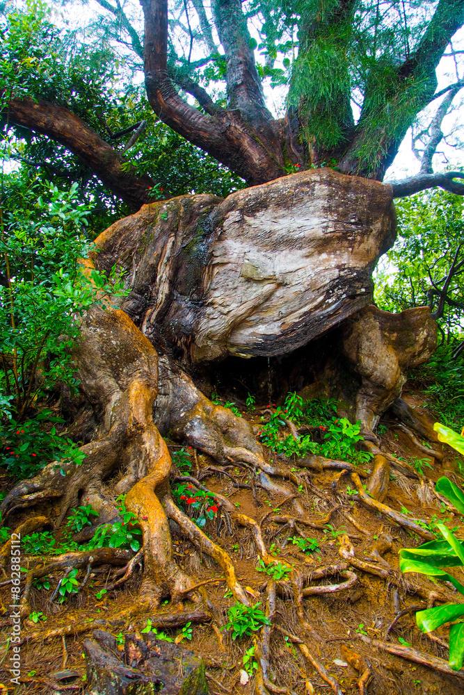 Hawaii, Honolulu. Rainforest in Oahu near Waikiki in a steamy mood Hawaii, Honolulu. Rainforest in Oahu near Waikiki in a steamy mood
