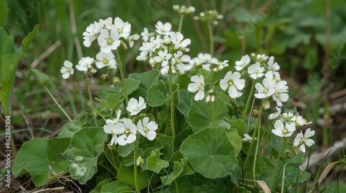 Wild radish plant with cream white flowers blooms in early spring or mid winter photo